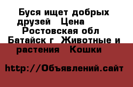 Буся ищет добрых друзей › Цена ­ 100 - Ростовская обл., Батайск г. Животные и растения » Кошки   